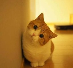 Ethereum钱包安卓版
